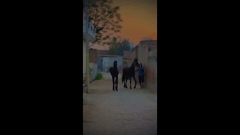 Marwari horse lovers