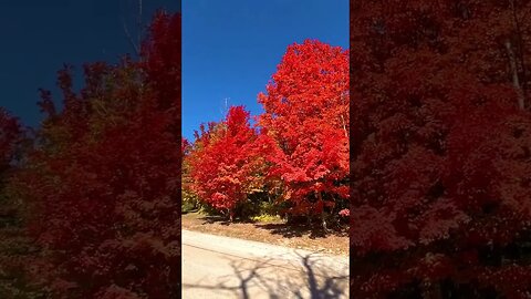 Country roads in the fall #shorts #africatwin