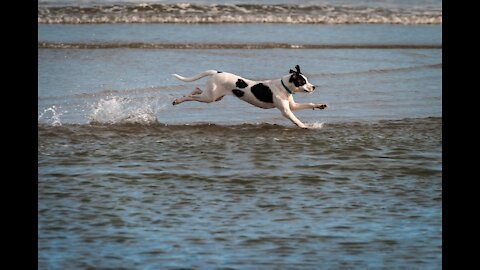 Dog Runing On The Water- Wawwo