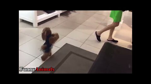 funny dogs dancing