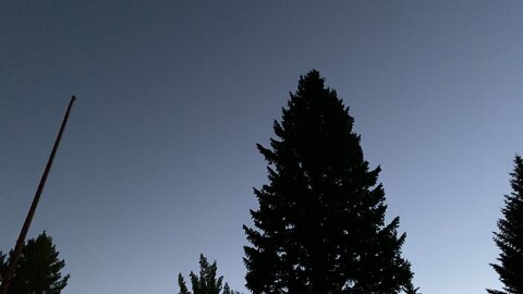 Horned Owl 🦉 in flight ✈️