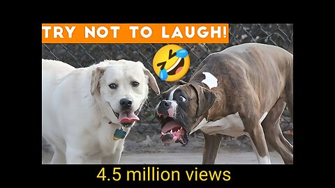 The dog and women sell a hen funny videos in 2023 (new funny dog video)