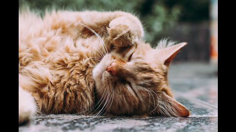 Two cats try to catch the fish inside the aquarium 😺😹🤣