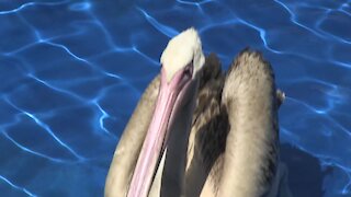 SOUTH AFRICA - Cape Town - Rescued baby flamingos (Video) (CMg)