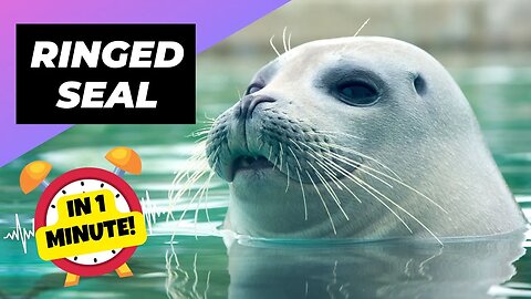 Ringed Seal - In 1 Minute! 🦭 The Cutest Seal Species Of The Arctic | 1 Minute Animals