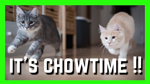 Find Out Why This Bunch Of Adorable Cats Are Rushing Out Of The Room | Funny Cats