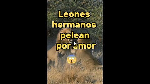 La lujuria une y divide: estos leones hermanos pelean por amor