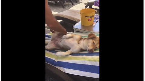 Super chill dog gets relaxing massage at the beach