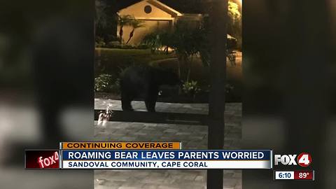 Roaming bear leaves parents worried