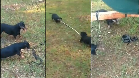 Dog playing with poisonous snake