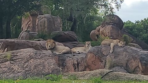 Kilimanjaro Safaris located in Africa at Disney's Animal Kingdom Theme Park