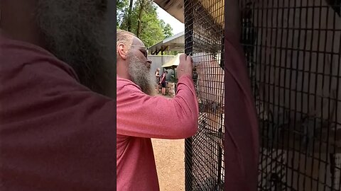 Keep Fingers Out Of Exhibit? This HUGE Bird Wanted A Head Rub! #moluccancockatoo | Jason Asselin