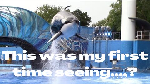 Nalani's Salute Bow - Seen during Orca Encounter at SeaWorld Orlando - July 2022