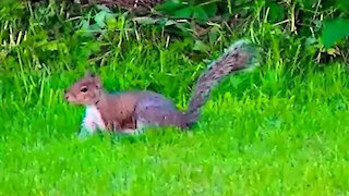 IECV NV #33 - 👀 The Squirrel Out For A Quick Walk Through The Yard 🐿️ 5-2-2014