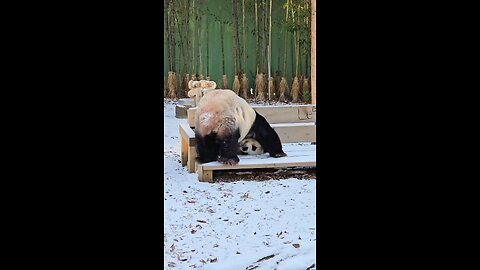 PANDA DOING A HEADSTAND