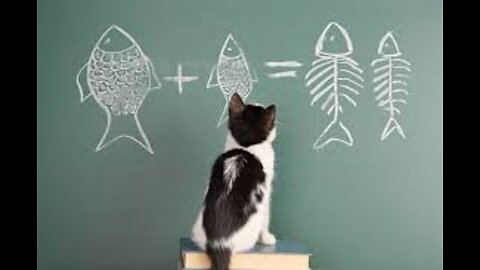 Learn 5 CAT TRICKS in 10 minutes - Easy & Cool Clicker Training Tricks