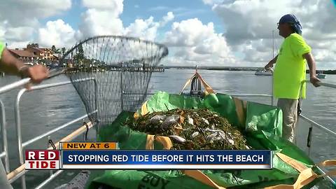 17.35 tons of dead fish collected in Pinellas County as red tide bloom lingers