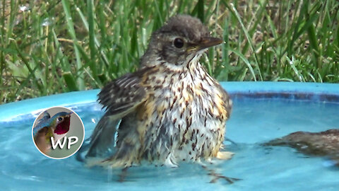 Antics at Birdbath - Colorado Mountain Home Backyard