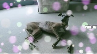 Sitting The Loveliest Whippet