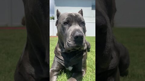 My Cane Corso Duke Soaking Up the Sun!☀️ 🐾