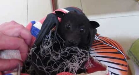 A bat is rescued after getting caught in a net