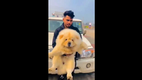 World healthest CHOW CHOW DOG