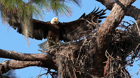 Baby Eagle Gets Breakfast