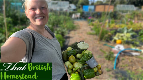 Mid-summer Harvest and Overcoming Pest Damage: Allotment Garden