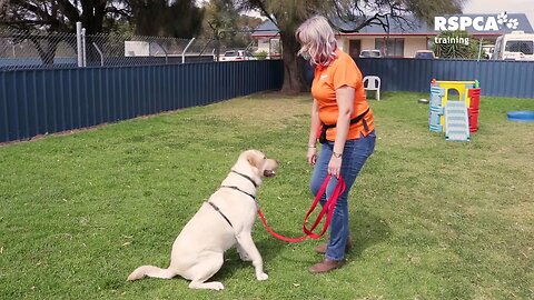 How to teach your dog to sit and drop