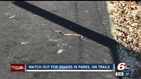 How to spot a venomous snake in Indiana