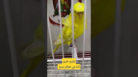 تزاوج طيور البادجي هوكو رينبو روعة