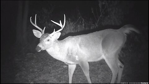 Trail Cam Pics Winter 2022