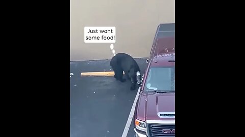 Man's Car Dig Interrupted by Bear #viralclips #viralvideos