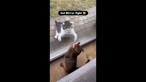 Cat mirror fighting 😾