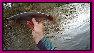 Catching Rainbow Trout