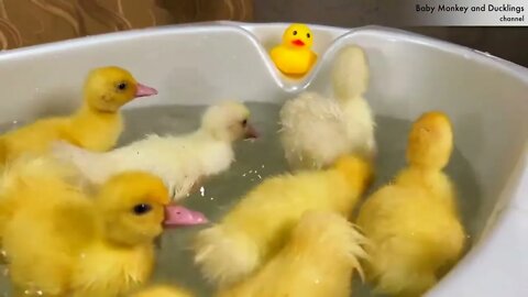 Funny Ducklings jump and swim in the mini bath for baby