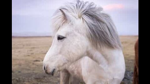 En voiture, son passager... est un poney !