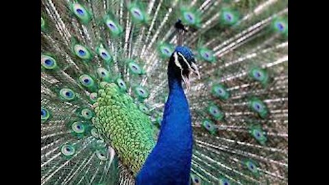 Peacock furing