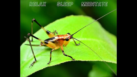 2021 COUNTRYSIDE NIGHTS - JUST CRICKETS - Relax, Meditate or Sleep to the sound of crickets