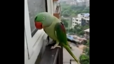 ADORABLE Parrot knocks on apartment window