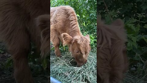 Baby Highland Cows Are Adorable