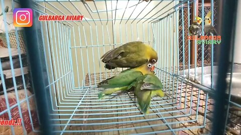 #lovebirds#african lovebirds#cockatiel#parrot#parrots#bird#birds#budgies#