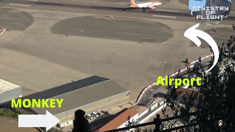 This monkey at Gibraltar seems to be watching planes landing 😂😂😂 *Full Version