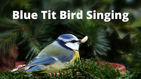 The Blue Tit Bird Singing