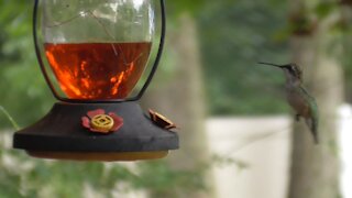 Hummingbirds Humming