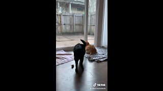 Cats chilling by the door