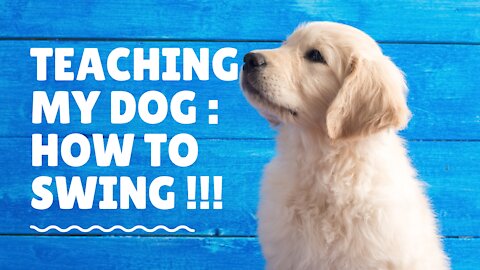 # Teaching my dog : how to swim !!!