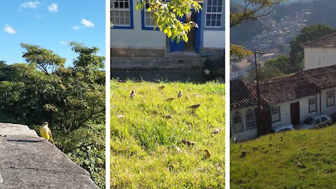 Birds Feeding and Singing - Sunny Day - Historic City