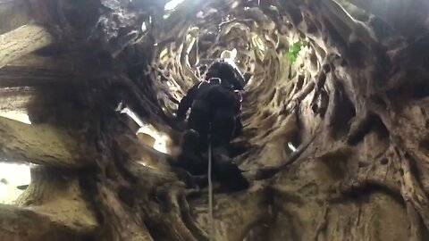 INSANE Climb Inside, outside and on Top of a Massive 140' Ficus Tree in Costa Rica