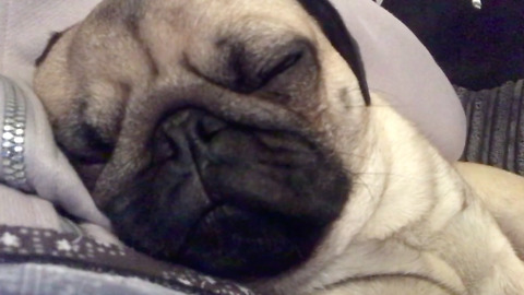 Snoring pug will melt your heart